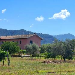 Op de nog weinig overgebleven gronden treffen we vooral olijven en maïs.