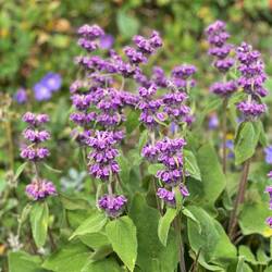 Diese schönen Blumen begleiten uns die ersten Kilometer