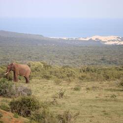 ...keine fünf Minuten im Park und schon der erste Elefant