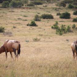 Es gibt Antilopen...