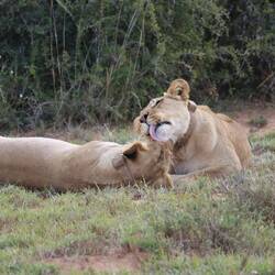 Kurz vor Sonnenuntergang liegen noch zwei Löwinnen im Gras