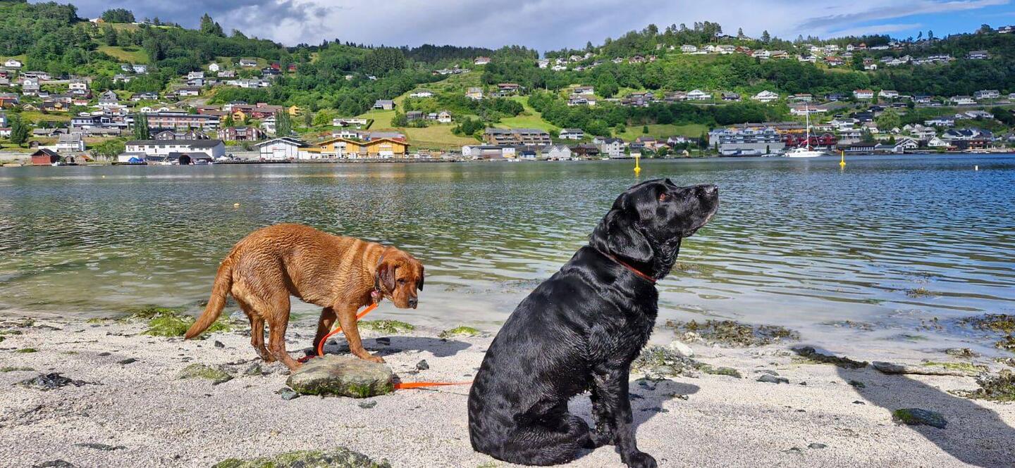 Unsere zwei Fellmädels am Wasser