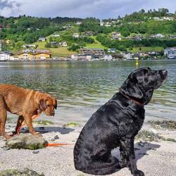 Unsere zwei Fellmädels am Wasser