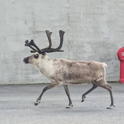 Reindeer on the streets of Hammerfest