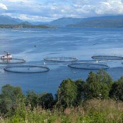 Salmon farm