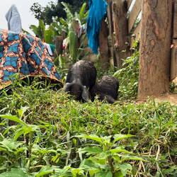 Schweine der Batwa