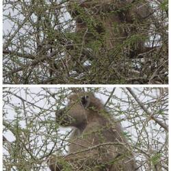 Der Chef im Baum 🌲