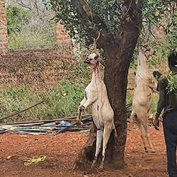 Abendessen hängt ab.
