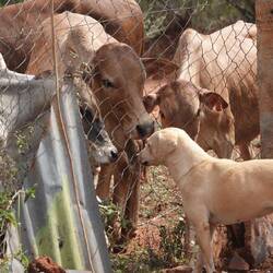 Hund und Kuh treffen sich im Busch