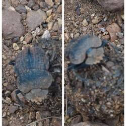 Da rollt jemand seine Nachkommen durch die Gegend. Ein blauer Skarabäus.