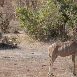 Bushbuck