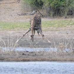 It isn't easy having lomg legs!