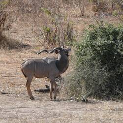 Greater kudu