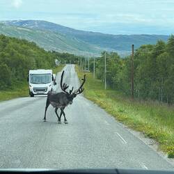 Elch-Erlebnis auf Senja-1