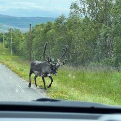 Elch-Erlebnis auf Senja2