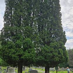 I am sure these trees were small when they were planted to frame the stone