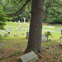 I imagine this stone was placed flat when the tree was small