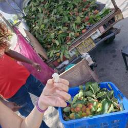 Rubatan - sweet fruit a like our Luchee?