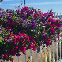 I'm loving all the flowers.
