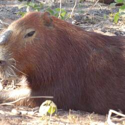 Männchen mit Duftdrüse