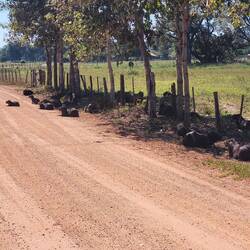 Wegelagerer (Capybaras/Wasserdschweine)