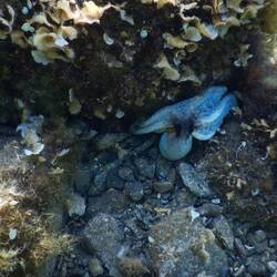 Unser achtarmiger Freund