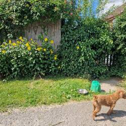 Sweet resident leaving a bowl and watering can out for passing doggies