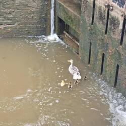 Mamma duck and her babies were trapped in the lock 😣 We released them safely 🤙