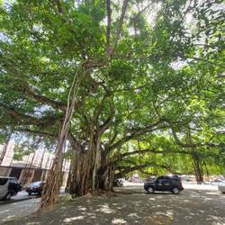 Cool trees with amazing shade cover