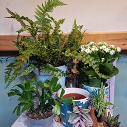 Vicky's new plants 🍀