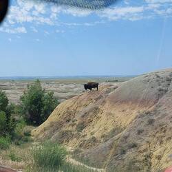 Der Bison ist da runter, da wäre ich zu Fuß nicht runter.