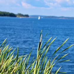 Echter Binsen wächst auch in harscher Umgebung.