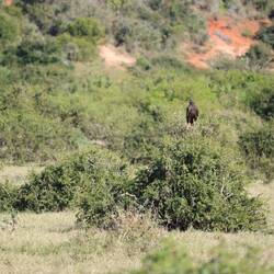 Auch gibt es Adler im Nationalpark