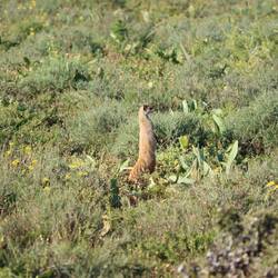 ...der heute Mungo...