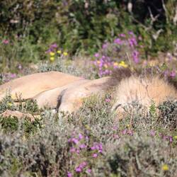 ...und einen männlichen Löwen zu bieten hat
