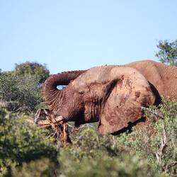 Dieser Elefant frisst erst minutenlang seelenruhig...