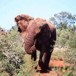 ...wie von Sinnen rennt er auf mich zu, ich komme schnell genug weg