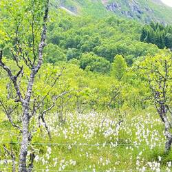 Vegetation am Fuß der Berge