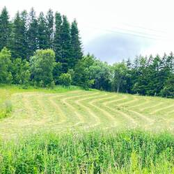 Nach der Berg-Kontur gemähte Wisen