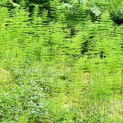 Schachtelhalm-Wiesen