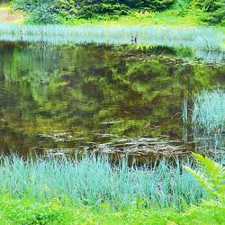 Ein kleiner See im Wald