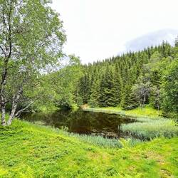 Kleiner See im Wald 2