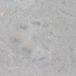Paw print of a young jaguar or a puma/ cougar 🙂