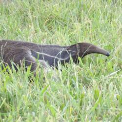 Giant Anteater