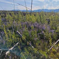 Auch hier hat's mal großflächig gebrannt ♨️