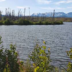 Hier gibt's Enten 🦆, die sich anhören wie Coyoten.