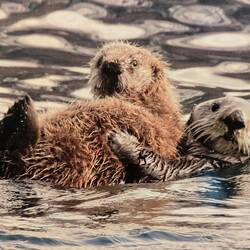 Geklaut - aber gesehen 🦦