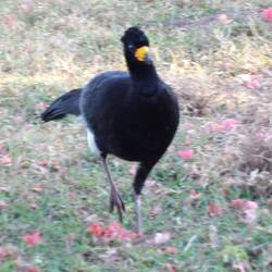 Bare-faced Curassow, male