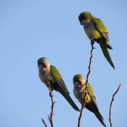 Monk Parakeet