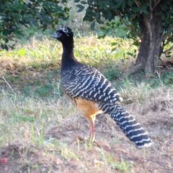 Bare-faced Curassow, female
